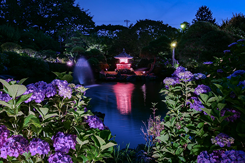 あじさいライトアップ