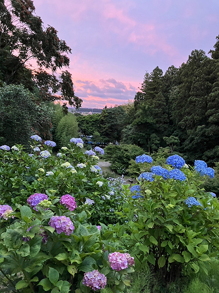 水戸のあじさいまつりフォトコンテスト2025