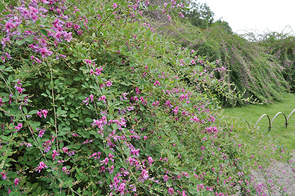 萩まつり写真写真