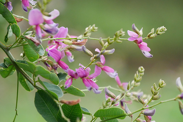 萩まつり写真写真