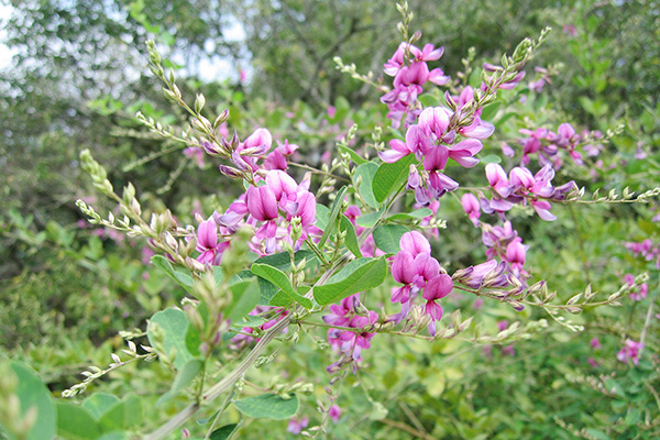 萩まつり写真写真