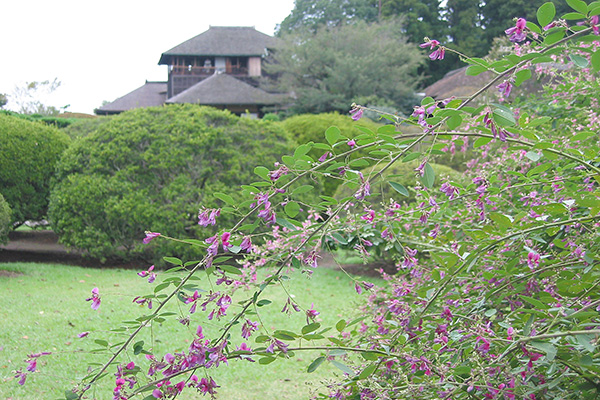 萩まつり写真写真
