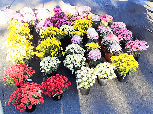 ぽんぽんみとちゃん