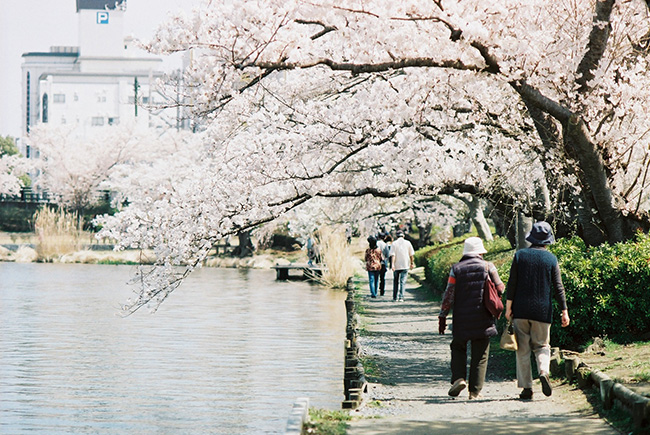 千波湖畔の桜