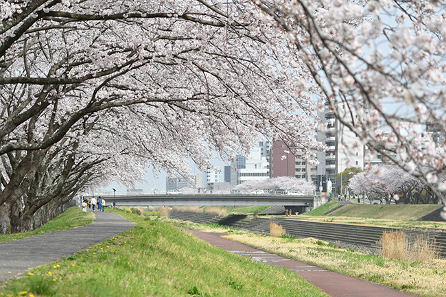 桜川