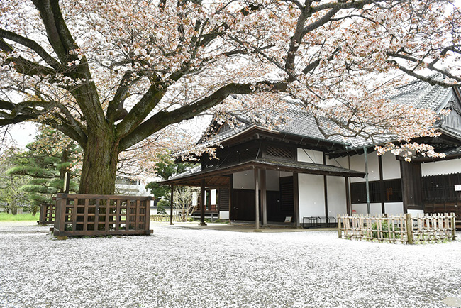 弘道館左近の桜