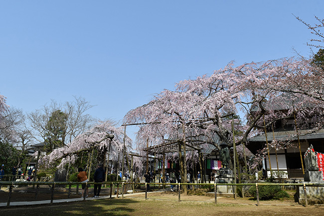 六地蔵寺の桜
