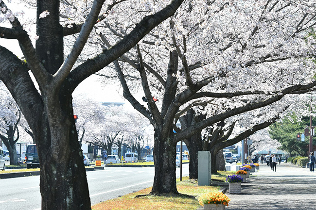 茨城県庁周辺の桜