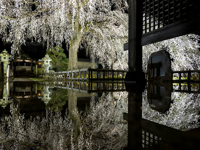 安国寺のシダレザクラ