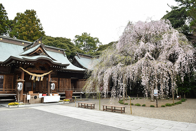 吉田神社のシダレザクラ